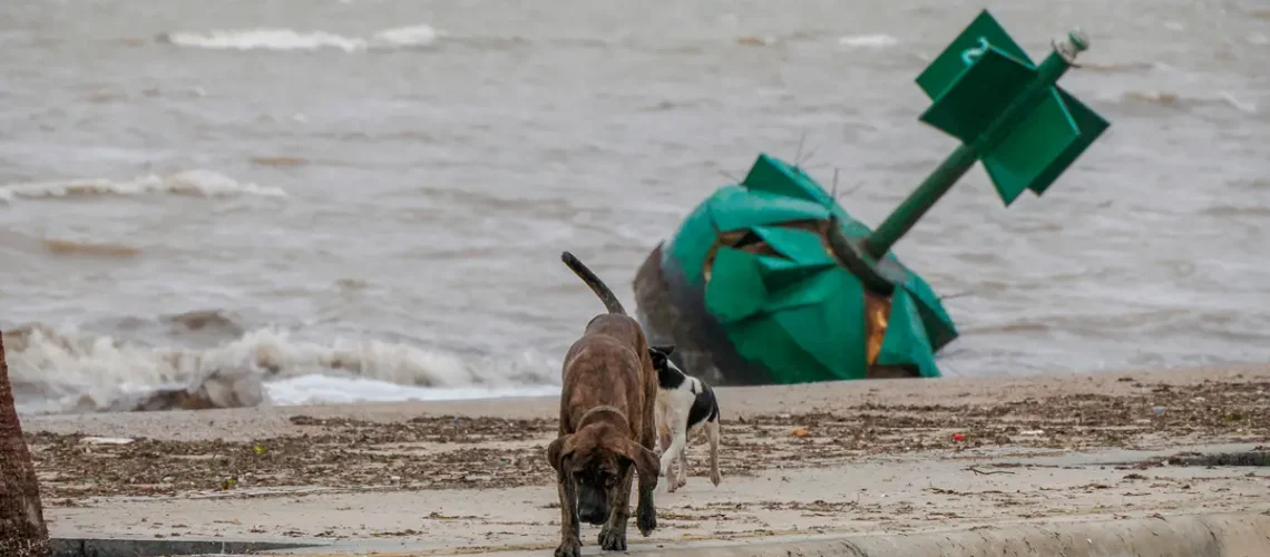 Pet Resource Center over capacity after hurricanes