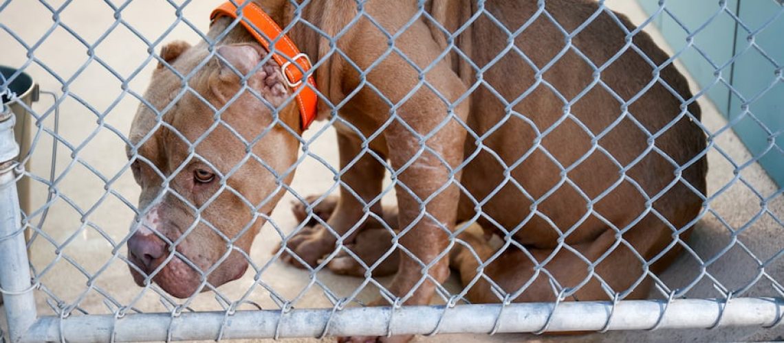 nadine-a-chinese-sharpei-waits-to-be-